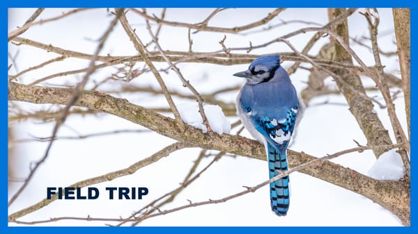 Civic Tech Waterloo Region