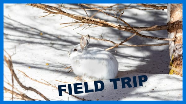 Civic Tech Toronto Archive