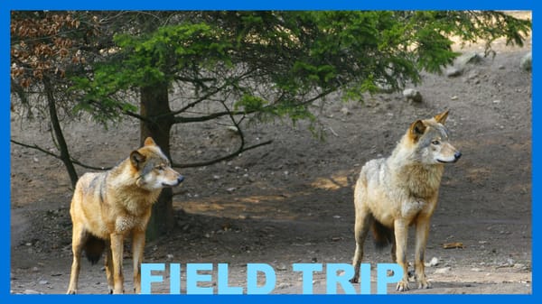 Councilmatic Chicago