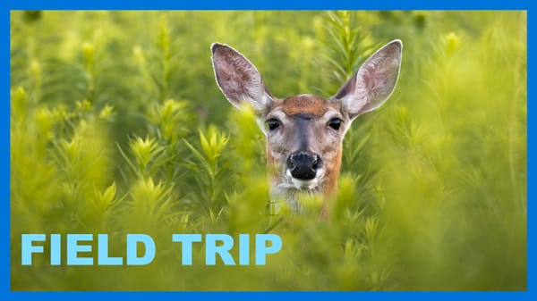 Weekly Open Call about Deliberation Tool